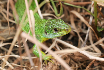 A rare Western Green Lizard, Lacerta Biliniata, (Viridis), warming up on the ground on a warm but overcast day in the UK.	