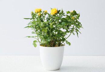 Beautiful yellow roses in pot on light background