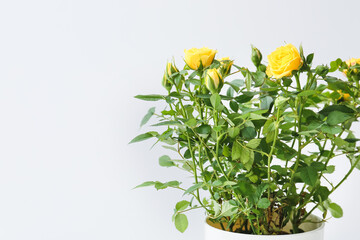 Beautiful yellow roses in pot on light background