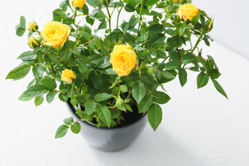 Beautiful yellow roses in pot on light background, closeup