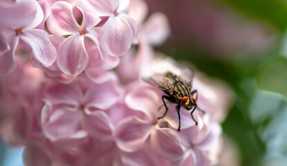 Fly on lilac flowers in the park.
