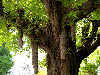 イチョウの乳根