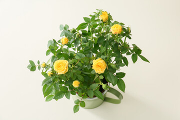 Beautiful yellow roses on light background