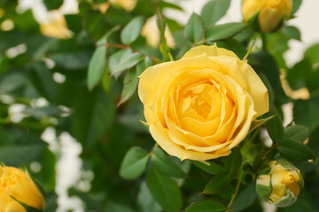 Beautiful yellow roses on light background, closeup