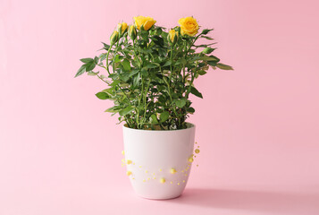 Beautiful yellow roses in pot on color background