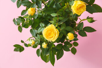 Beautiful yellow roses on color background, closeup
