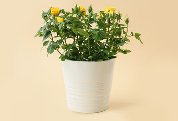 Beautiful yellow roses in pot on color background
