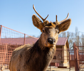 A portrait of a deer against a blue sky.