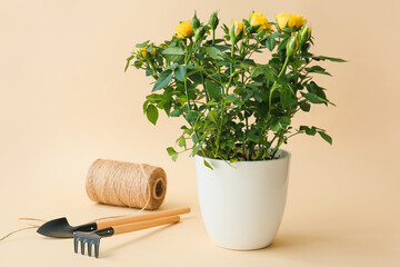 Beautiful yellow roses in pot, rope and gardening tools on color background