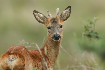 A head shot of a cute Stag Roe Deer, Capreolus capreolus, standing in a meadow.	