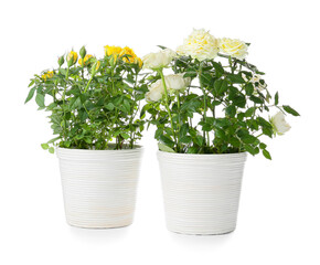 Beautiful roses in pots on white background