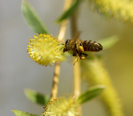 A bee in flight on a yellow willow flower.