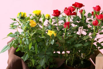 Beautiful roses in pots on color background, closeup