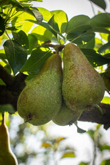 pear on tree