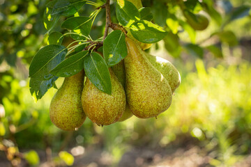 pears in orchard