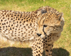 Cheetah or Acinonyx jubatus, looking to left and glossy black nose. Beautiful solid black spotted coat. Blurred green background. South Africa
