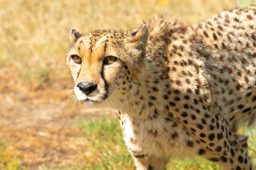 Cheetah or Acinonyx jubatus, facing camera with head alert. Beautiful solid black spotted coat....