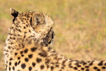 Cheetah or Acinonyx jubatus, looking away from camera. Beautiful  blurred solid black spotted coat....