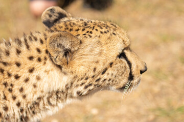 Cheetah or Acinonyx jubatus, looking to right with ears pinned back. Beautiful  blurred solid black...
