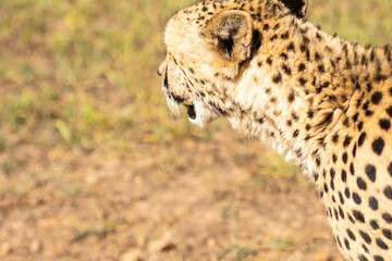 Cheetah or Acinonyx jubatus, looking away from camera with open mouth. Beautiful solid black...