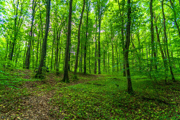 Naklejka premium a beautiful park, a forest and a castle