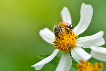 Close-up Honey bee on white flower.