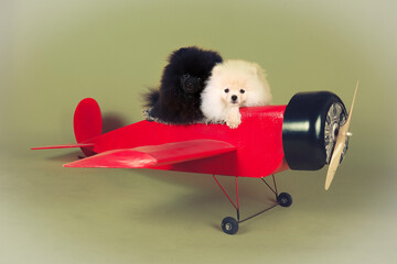2 mini dog Pomeranian spitz in old plane