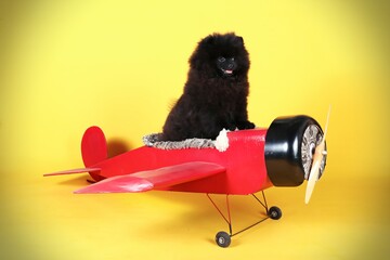mini dog Pomeranian spitz in old plane