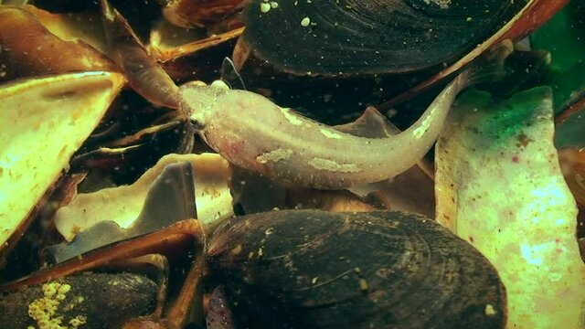 Two-spotted clingfish (Diplecogaster bimaculata bimaculata). 