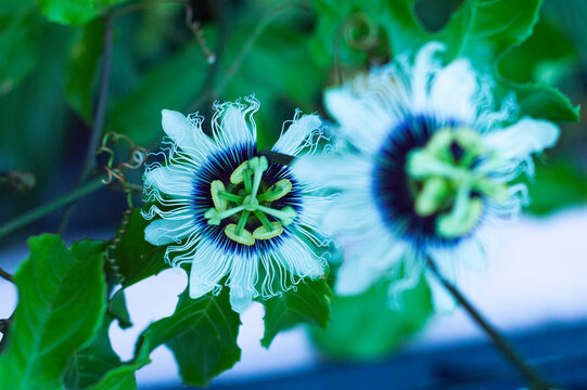 Flores de pasiflora 6