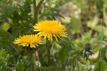 Two bright yellow dandelion flowers, Taraxacum officinale, lions tooth or clockflower, blooming in...