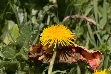 A single yellow dandelion flower, Taraxacum officinale, lions tooth or clockflower, blooming in...