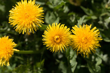 Three bright yellow dandelion flowers, Taraxacum officinale, lions tooth or clockflower, blooming in the British countryside in summer, close-up view from above