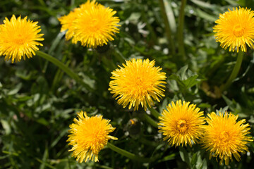 A group of bright yellow dandelion flowers, Taraxacum officinale, lions tooth or clockflower, blooming in the  spring sunshine, Shropshire England
