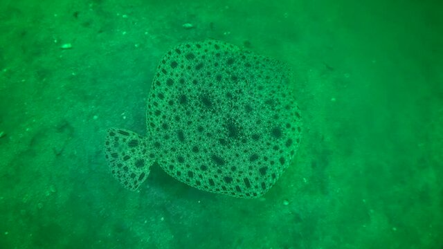 Commercial fish Turbot (Scophthalmus maximus): Slowly swims over the bottom.