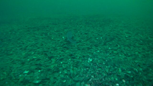Spiny dogfish (Squalus acanthias): swims over the bottom.