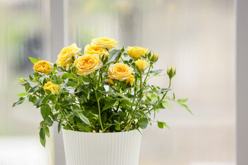 Beautiful yellow rose in pot near window