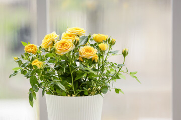 Fototapeta premium Beautiful yellow rose in pot near window