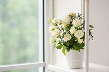 Beautiful white rose in pot on shelf near window