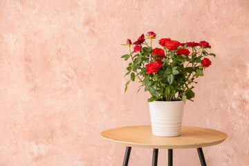 Beautiful red rose in pot on table near color wall