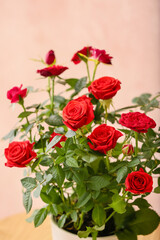 Beautiful red rose in pot on table near color wall