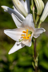 white lily flower with delicate petals in garden