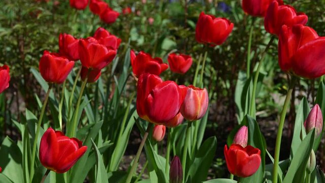 4k video red tulips, flowerbed, flowers