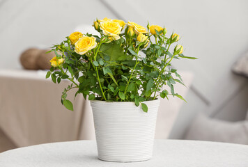 Beautiful yellow rose in pot on table indoors