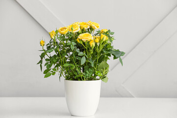 Beautiful yellow rose in pot on table indoors