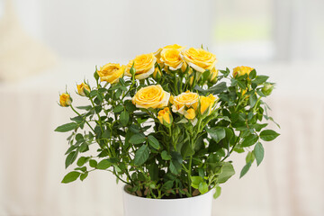 Beautiful yellow rose in pot indoors