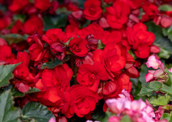 Big red flowers of begonia in flowerpot in summer decorative garden . Seasonal flowers