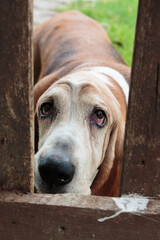 Basset hound on a background of green grass