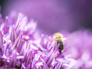 Summer bee on purple flower