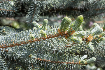 Branch of blue fir tree with orange young cones is on a green background for Christmas decoration